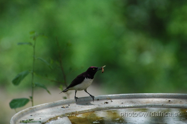 puku rsa 26254.jpg - Violet-backed Starling (Cinnyricinclus leucogaster)